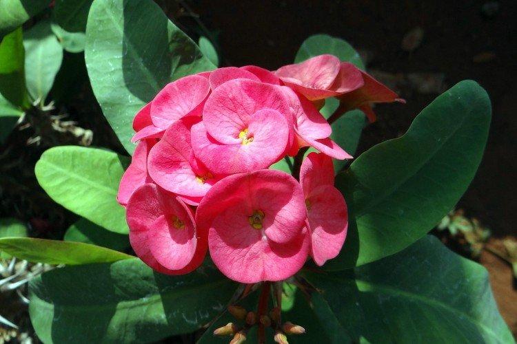 Молочай – фото