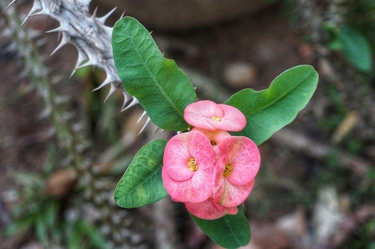 Молочай – фото