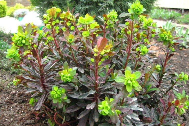 Молочай – фото