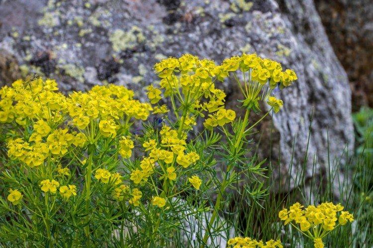 Молочай – фото