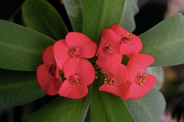 Молочай – фото