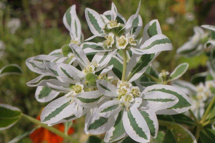 Молочай – фото