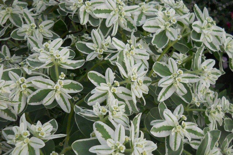 Молочай – фото