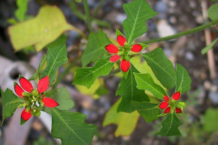 Разнолистный молочай