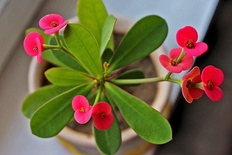 Молочай – фото