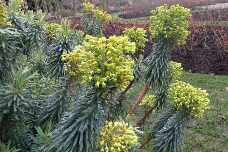 Средиземноморский молочай