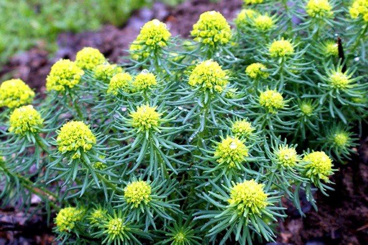 Кипарисовый молочай