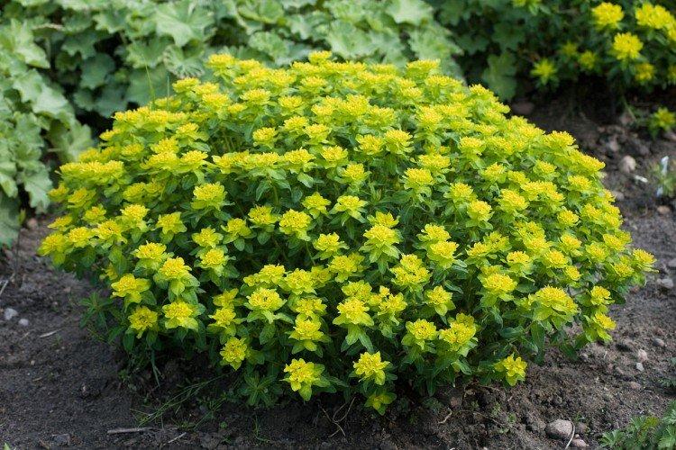 Разноцветный молочай