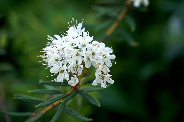 Посадка и размножение