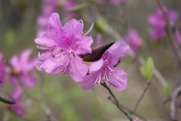 Вредители и болезни багульника