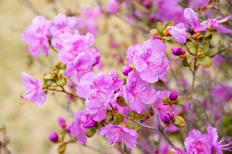 Багульник – фото