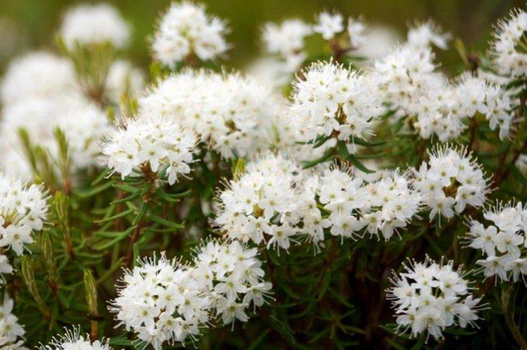 Багульник – фото