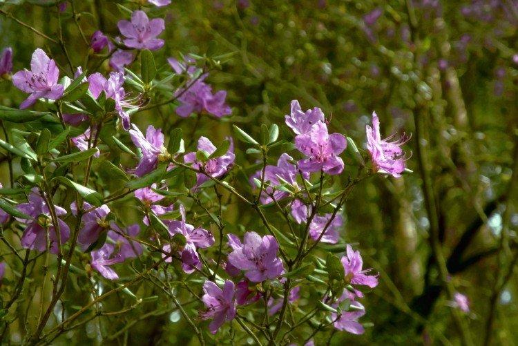 Багульник – фото