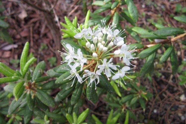 Крупнолистный багульник