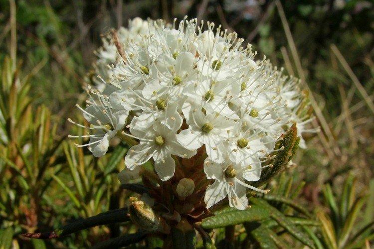 Багульник – фото