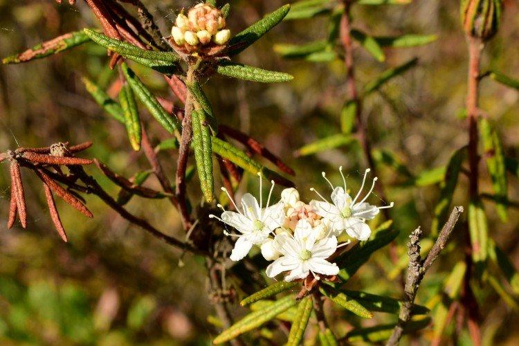 Багульник – фото