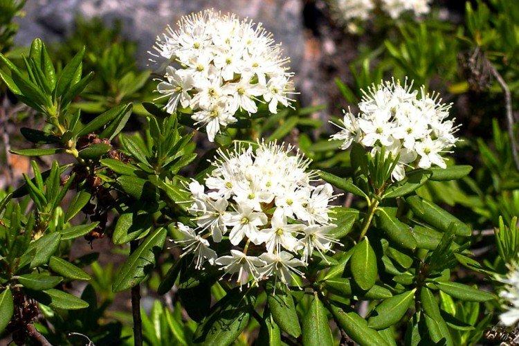 Багульник – фото