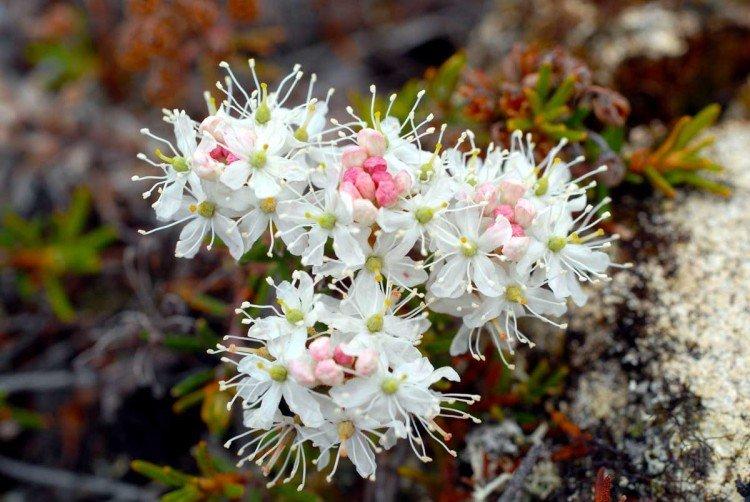 Багульник – фото