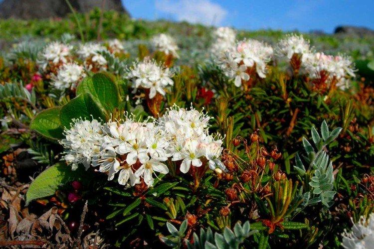 Багульник – фото