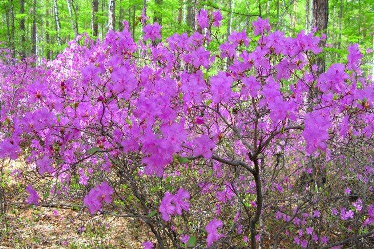 Багульник – фото