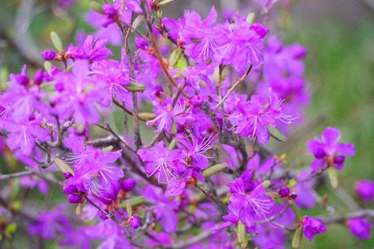 Багульник – фото