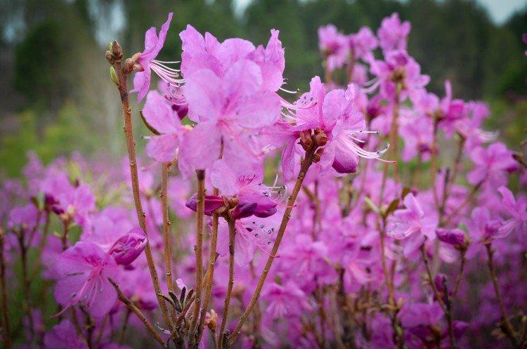 Багульник – фото