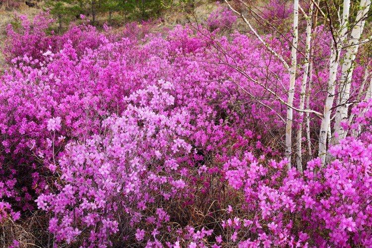 Багульник – фото