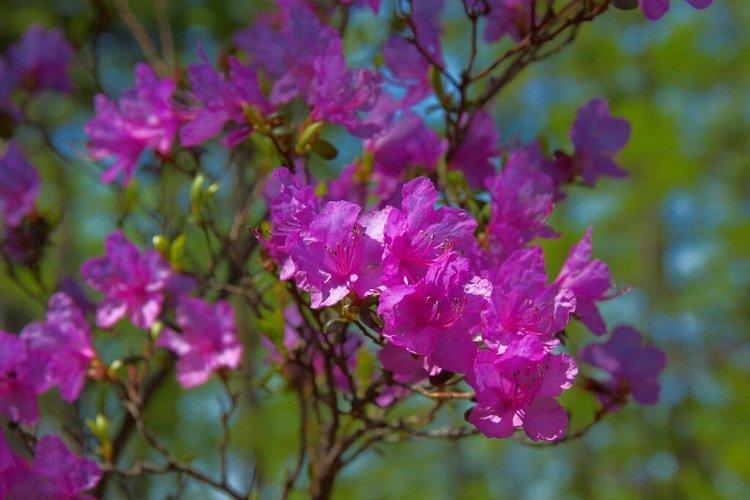 Багульник – фото