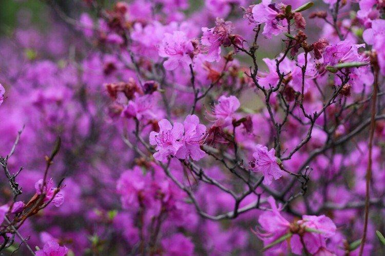 Багульник – фото