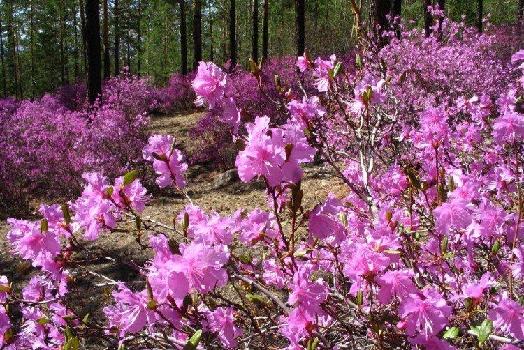 Багульник – фото