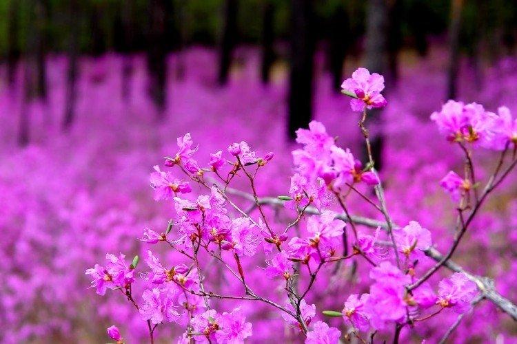 Забайкальский багульник