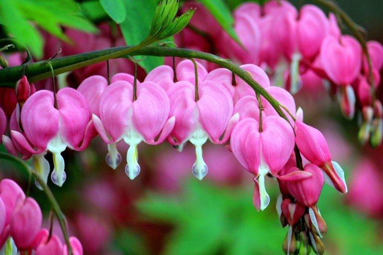 Цветок Разбитое сердце (50 фото): виды, правильный уход и посадка