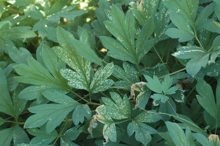 Борьба с вредителями и болезнями