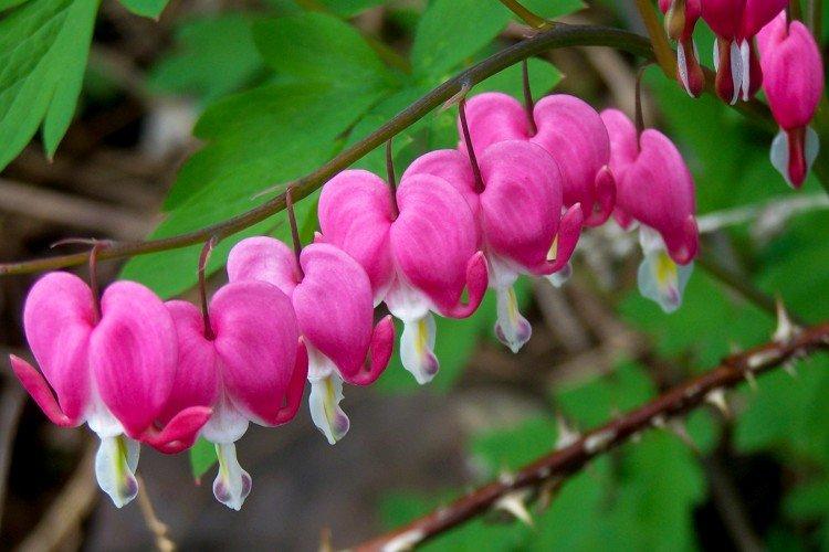 Цветок Разбитое сердце – фото