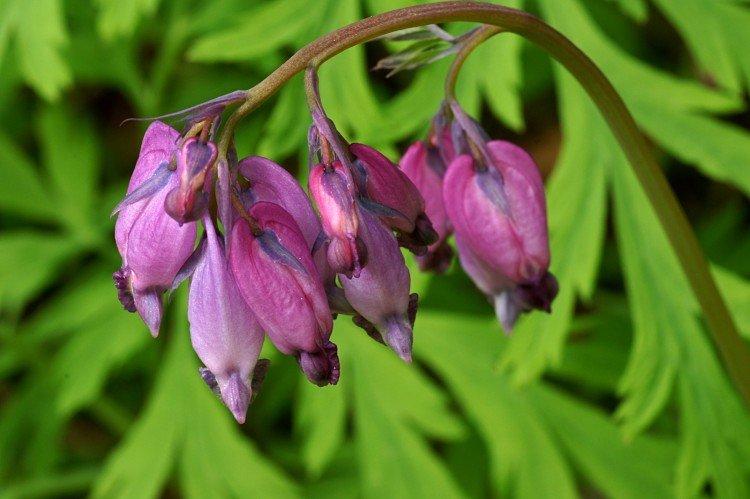 Цветок Разбитое сердце – фото