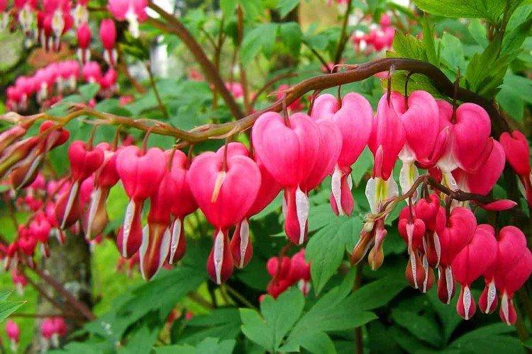 Спектабилис