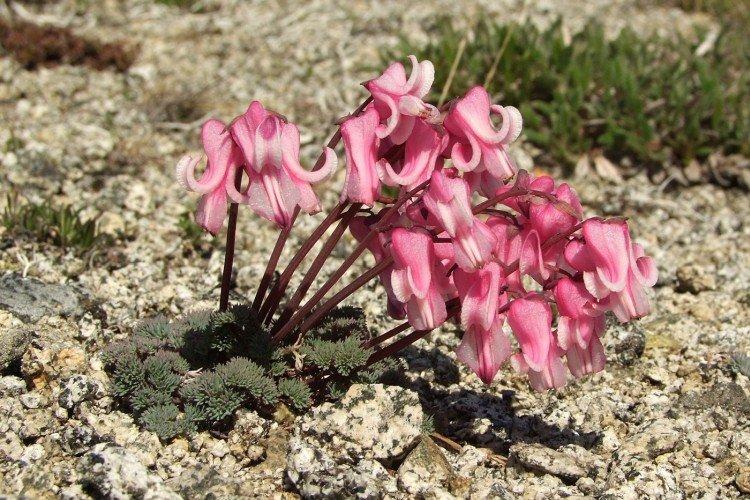 Цветок Разбитое сердце – фото