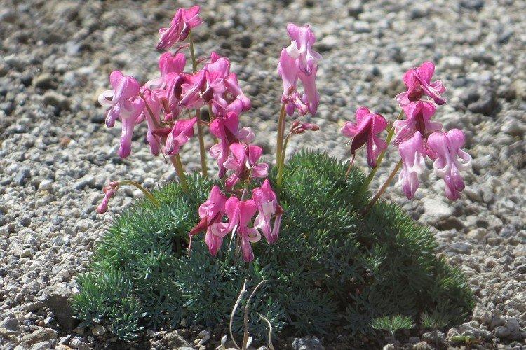 Цветок Разбитое сердце – фото