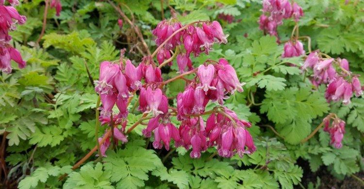 Цветок Разбитое сердце – фото