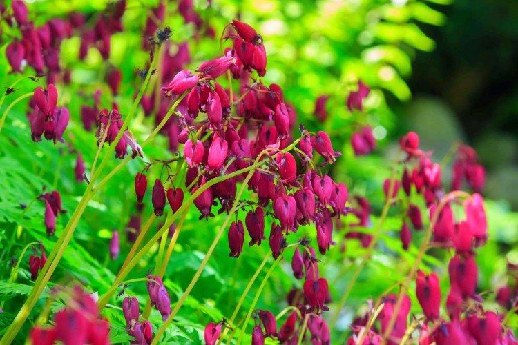 Цветок Разбитое сердце – фото