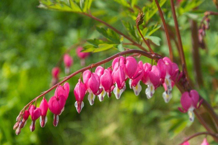 Цветок Разбитое сердце – фото