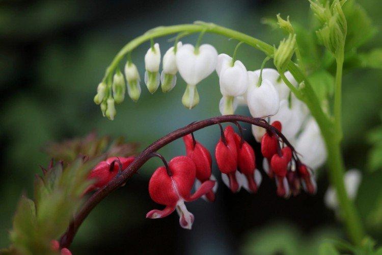 Цветок Разбитое сердце – фото