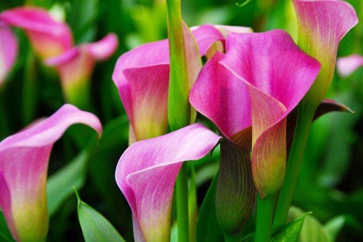 Каллы – фото