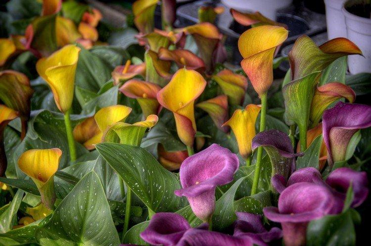 Каллы – фото