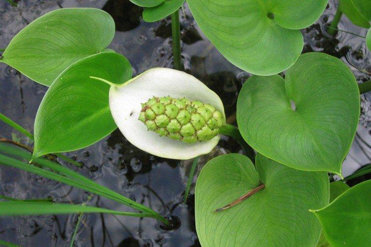 Каллы – фото