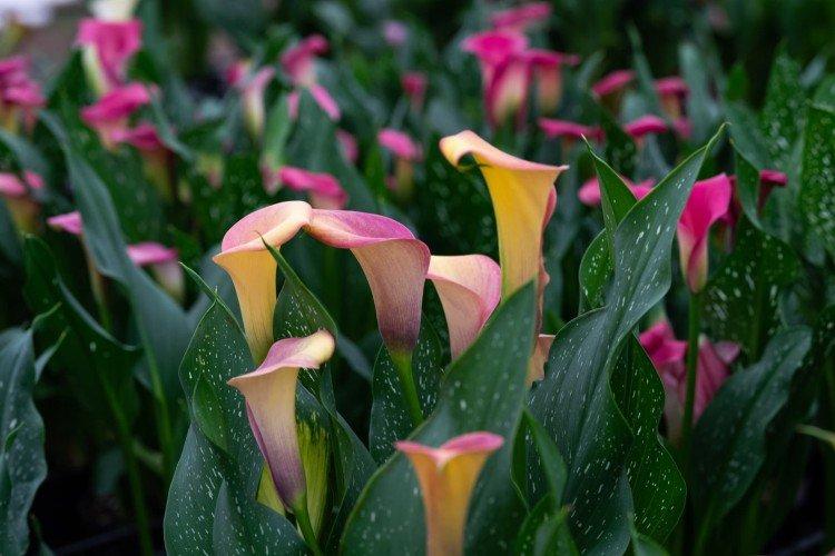 Каллы – фото