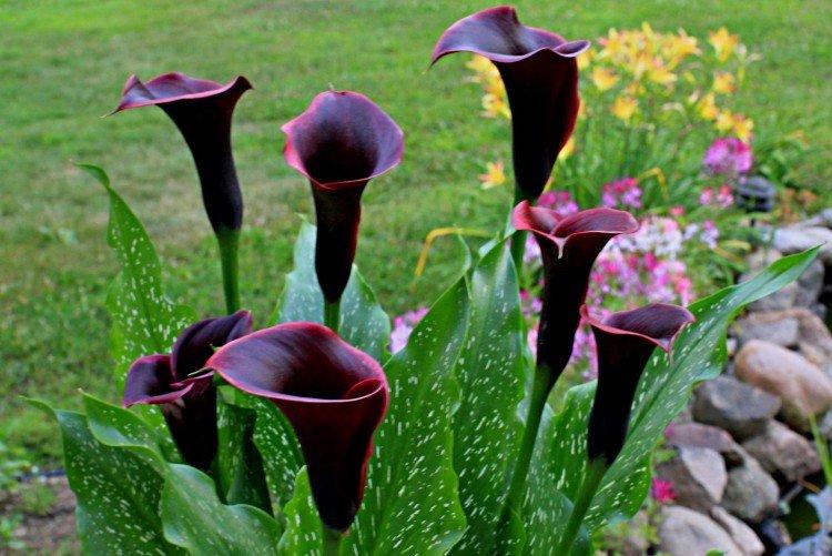 Каллы – фото