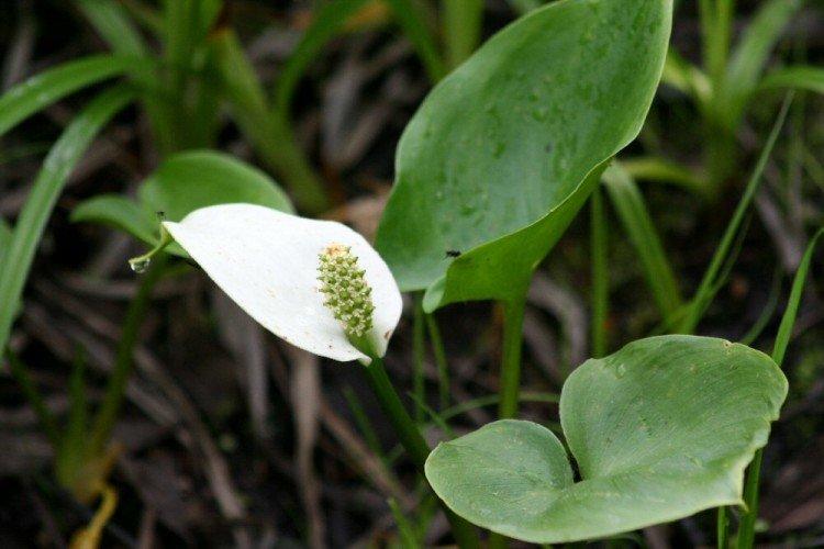 Болотная калла