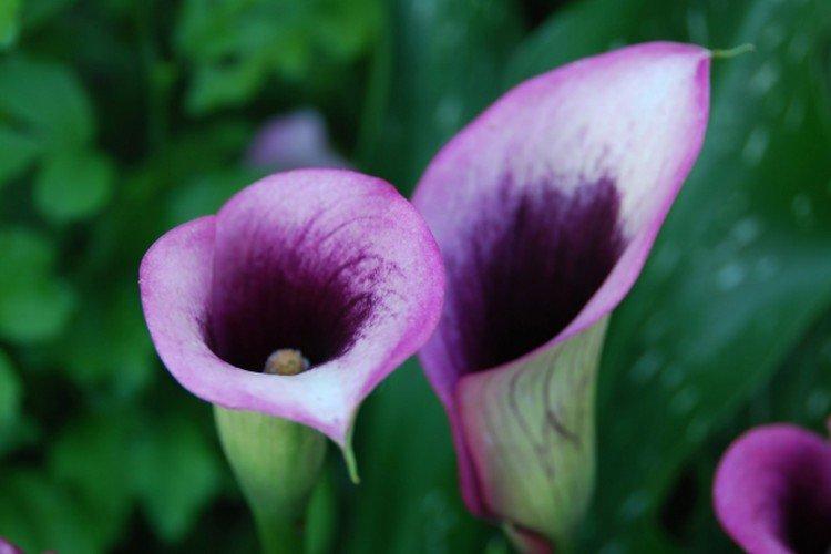 Каллы – фото