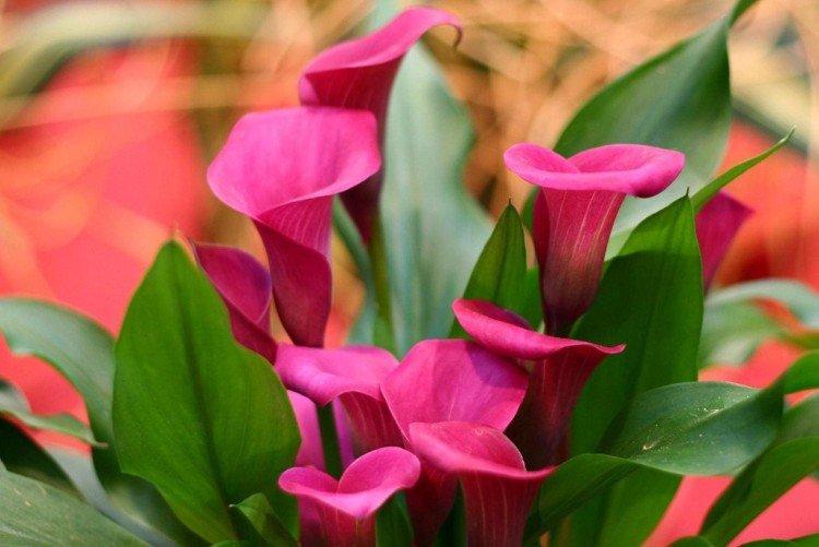 Каллы – фото